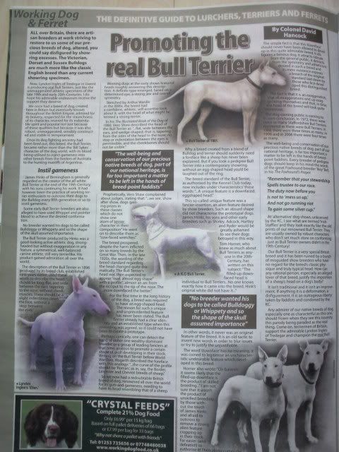 BullTerrierArticle.jpg