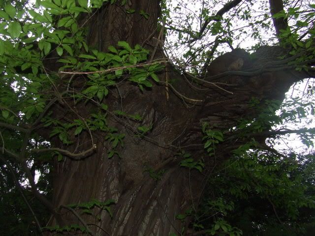 massivesweetchestnut2.jpg