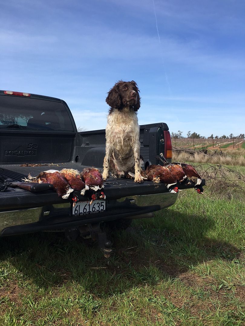 Scout%20and%20Pheasants%20best_zpssnuamtc8.jpg