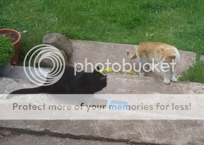 Autographed Cat Postcard HELPS Feed A Colony of Kitties