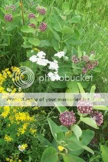   MILKWEED Monarch butterfly larva food plant & butterfly nectar seeds