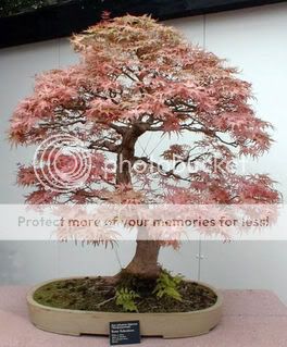 BONSAI TREES for beginners ebook + BONUS photos +resell  