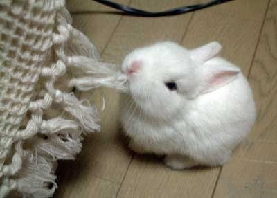 baby_animals_195.jpg